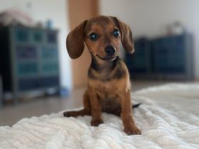 Wunder hübsches Dackel Weibchen