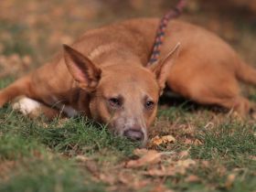 Ivy - sucht eine aktive sportliche Familie