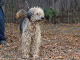 Zita - ist eine sehr freundliche Hündin