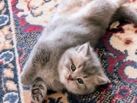 Wunderbarer BKH Kater