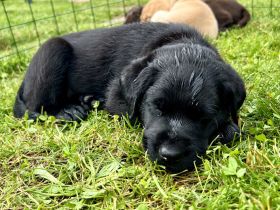 Liebe Labrador Welpen oder Labbi Welpen aus liebevoller Hand