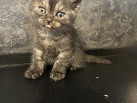 BkH Babykatze zu verkaufen