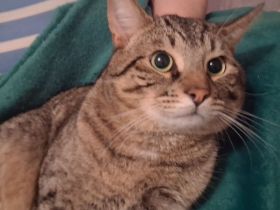 Bengal  Kater , BKH / Bengal