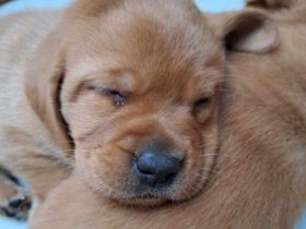 Labrador foxred Welpen