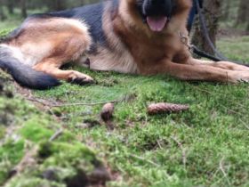 Deutscher Schäferhund