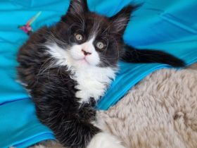 Maine Coon Kitten mit Stammbaum
