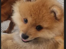 Reinrassige Zwergspitz Pomeranian Welpen suchen ein liebevolles Zuhause.