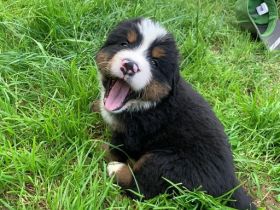 Bernersennenhund Welpen