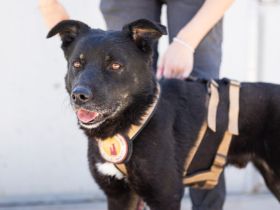 Der schöne Avio sucht seinen besten Freund