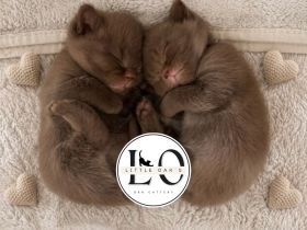 Little Oak‘s
