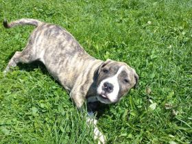 Cane-Corso/Dogo-Argentino