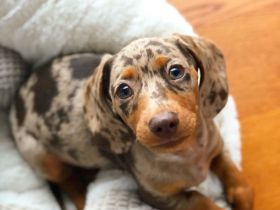 Dackel-Miniwelpen