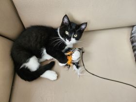 Bkh kitten abgabe bereit