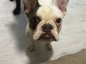 Französische Bulldogge