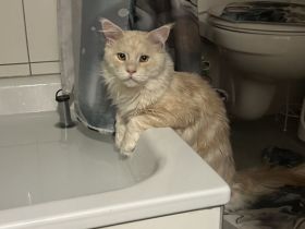 Maine-Coon-Kater zu verkaufen