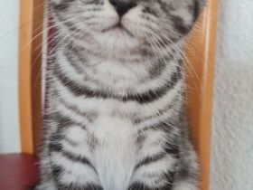 Letztes Bkh Kitten sucht ein Zuhause