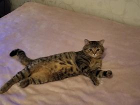 BKH Deckkater (kein Verkauf)