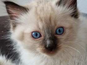 Ragdoll Kitten reinrassig mit Ahnentafel