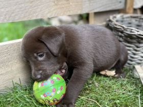 Labrador Welpen