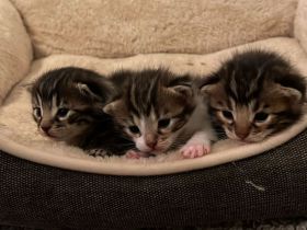 Bengal Mix Kätzchen/Kitten