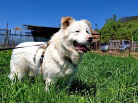 Sanfter Riese Denny sucht ein liebevolles Zuhause