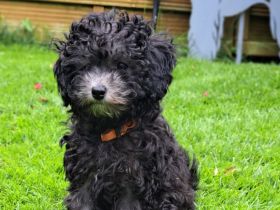 Toy-Pudelwelpen   silber