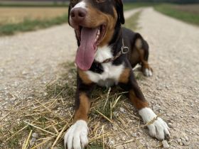 Anton, 6-jähriger Appenzeller Sennenhund