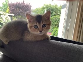 BKH Kitten black-golden-shaded (w)