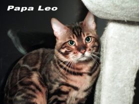 reinrassiger Bengaldeckkater
