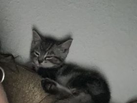 Bkh mischling Bengal Kater