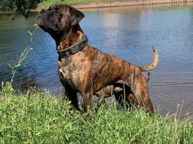 Deutscher Boxer Wurfankündigung 08/24