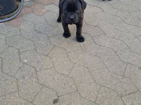 Cane corso welpen mit Papieren