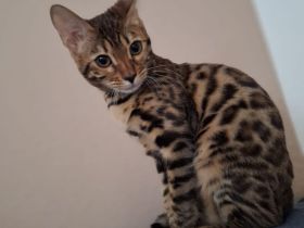 Bengal Katze Lira sucht ein liebevolles Zuhause