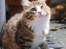 Kurilian Bobtail Kitten möchten ausziehen 🐯