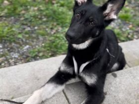 Osteuropäische Schäferhündin - 8 Monate alt