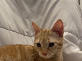 BKH kitten “Nala”