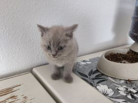 Britisch Kurzhaar BKH Kitten