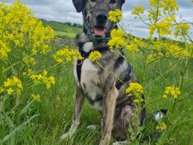 Miles sucht dringend ein neues zu Hause