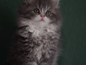 Britische langhaarige Kitten BLH