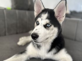Husky Welpe rüde