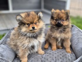 Süße Pomeranien Zwergspitz Rüden