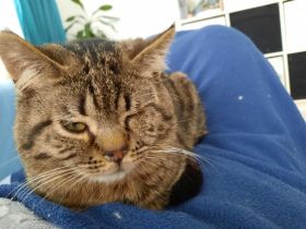 Krümel sucht ein Zuhause