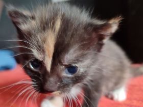 Dreifarbige Glückskatzen