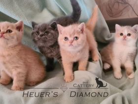 BKH Kitten aus seriöser Zucht