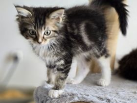 Traumhafte Ragdoll/Maine Coon Edelmix kitten