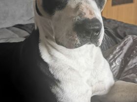 Wunderschönen Mischling zu verkaufen