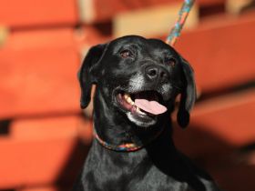 Kristina - sucht ein aktives Zuhause mit vielen Kuscheleinheiten