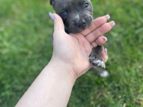 3 Old English Bulldog Welpen