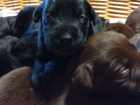 Reinrassige Labradorwelpen an liebevolle Familien zu vermitteln...