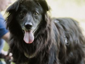 Kuschelfan Odi sucht ein Zuhause